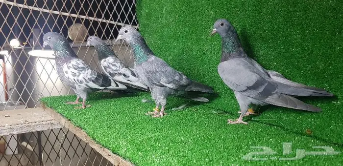 حمام باكستان تم البيع 7