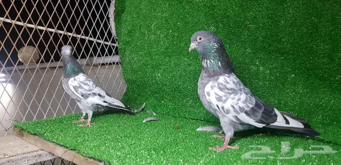 حمام باكستان تم البيع 9