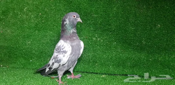 حمام باكستان تم البيع 10