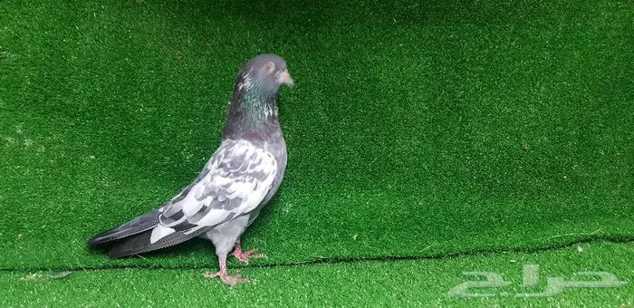 حمام باكستان تم البيع 11