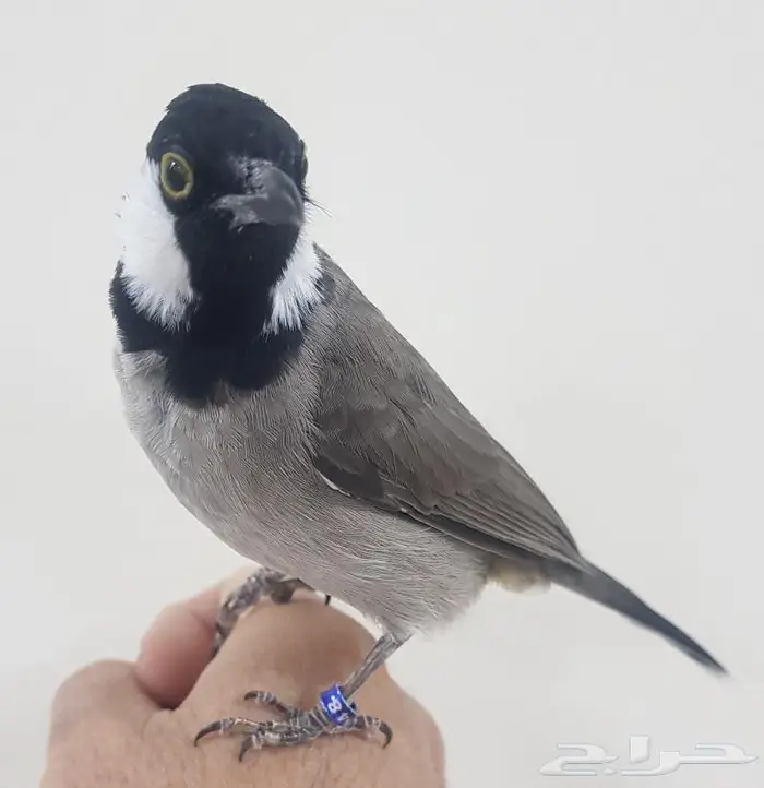بلبل اليف ( تم البيع ) 7