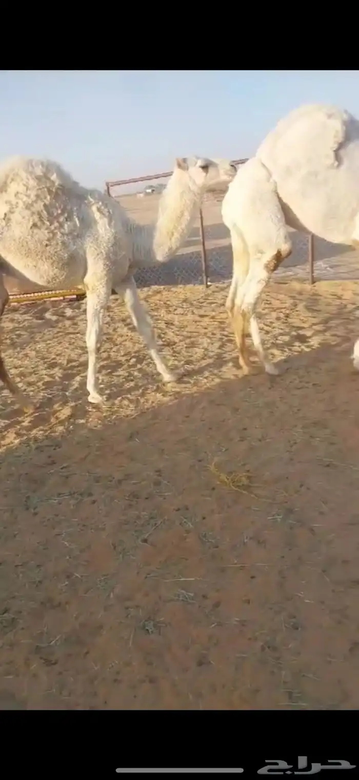 قعدان كفو فل مشاء الله للبيع 0