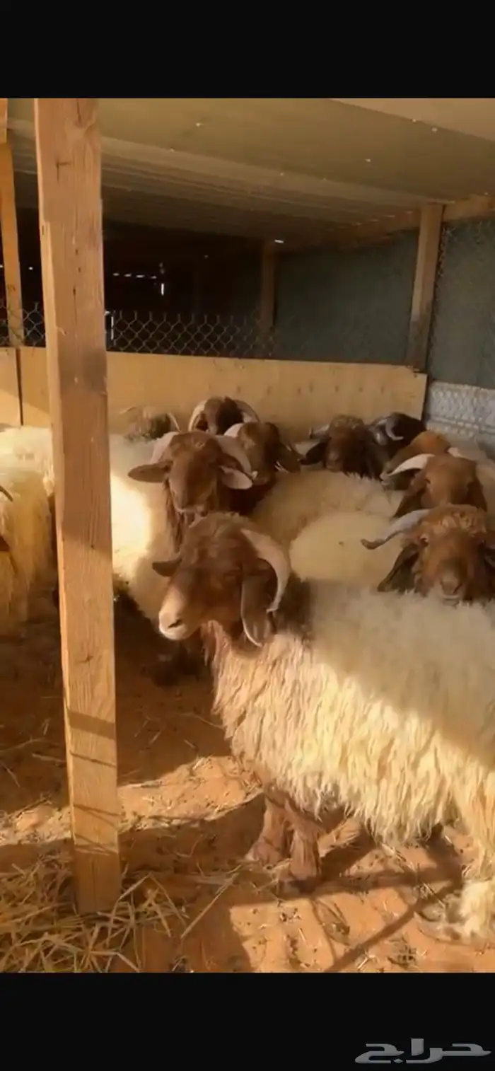 ذبايح نعيم جبر وسط مع الصلخ والتوصيل 8