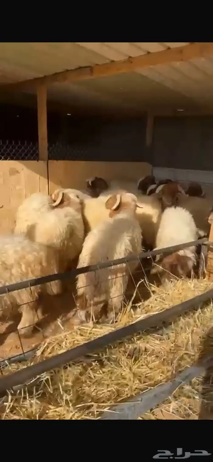 ذبايح نعيم جبر وسط مع الصلخ والتوصيل 7