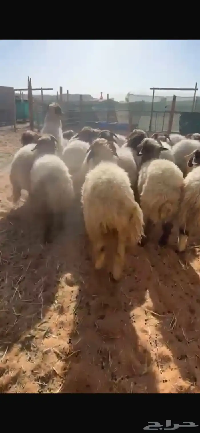 ذبايح نعيم جبر وسط مع الصلخ والتوصيل 4