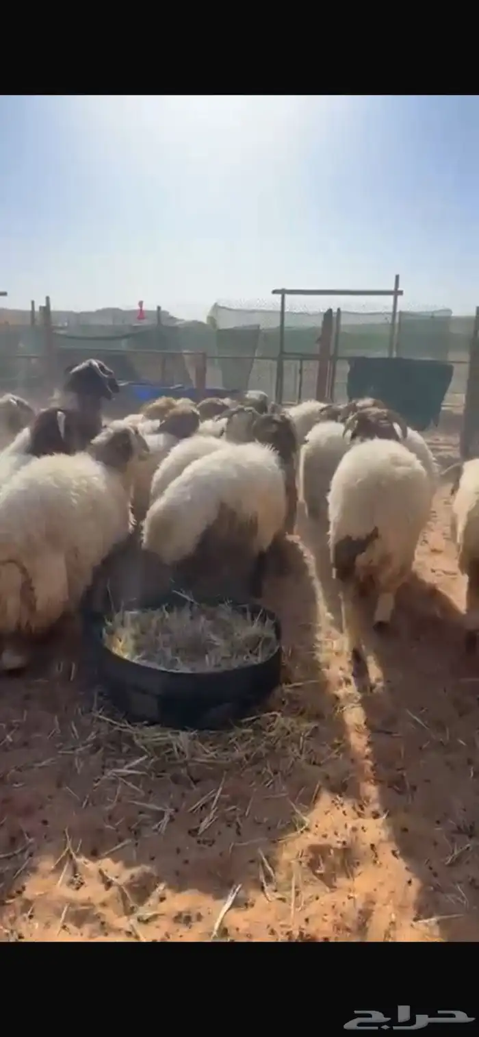 ذبايح نعيم جبر وسط مع الصلخ والتوصيل 5