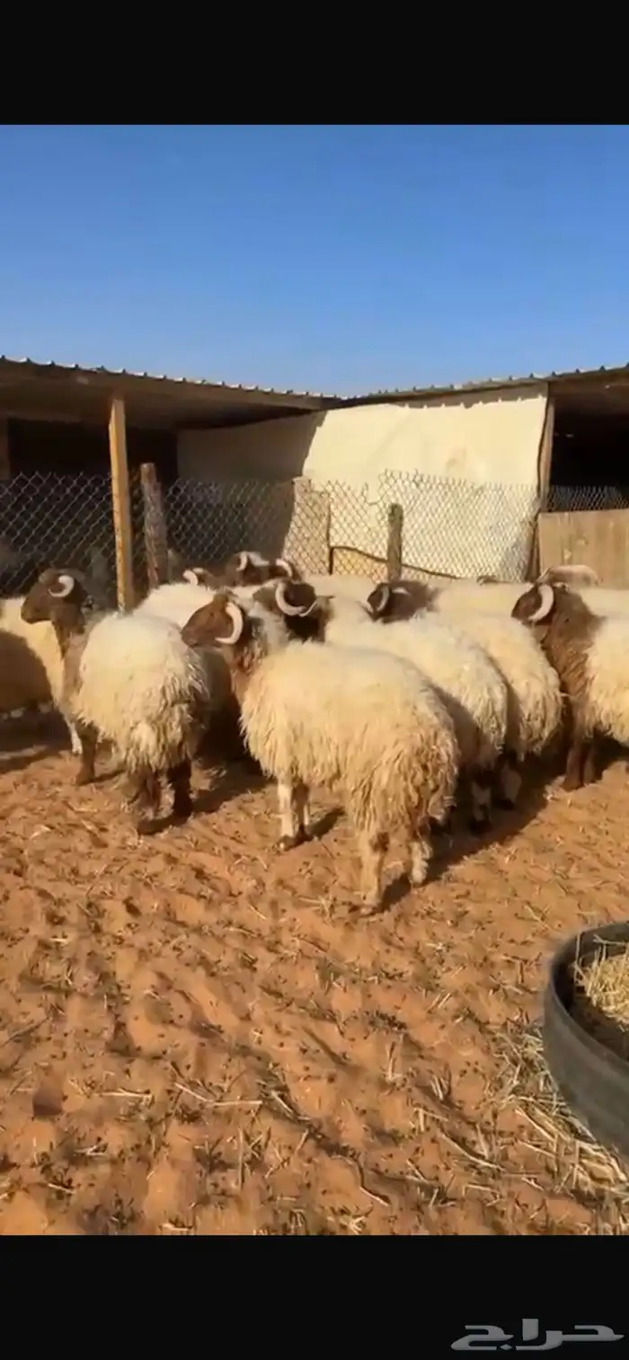 ذبايح نعيم جبر وسط مع الصلخ والتوصيل 1