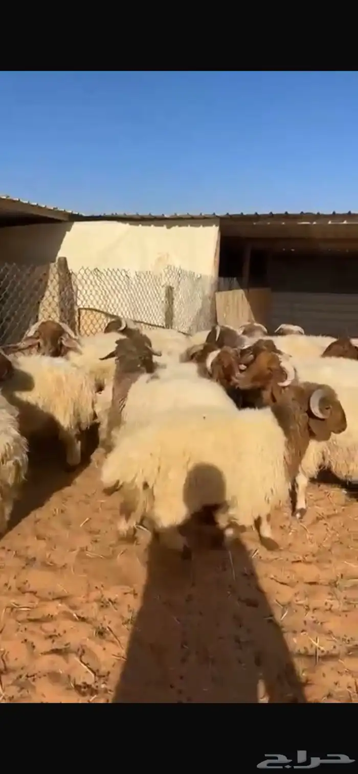 ذبايح نعيم جبر وسط مع الصلخ والتوصيل 0