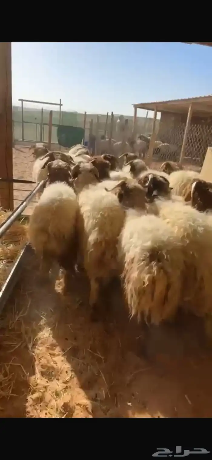 ذبايح نعيم جبر وسط مع الصلخ والتوصيل 6