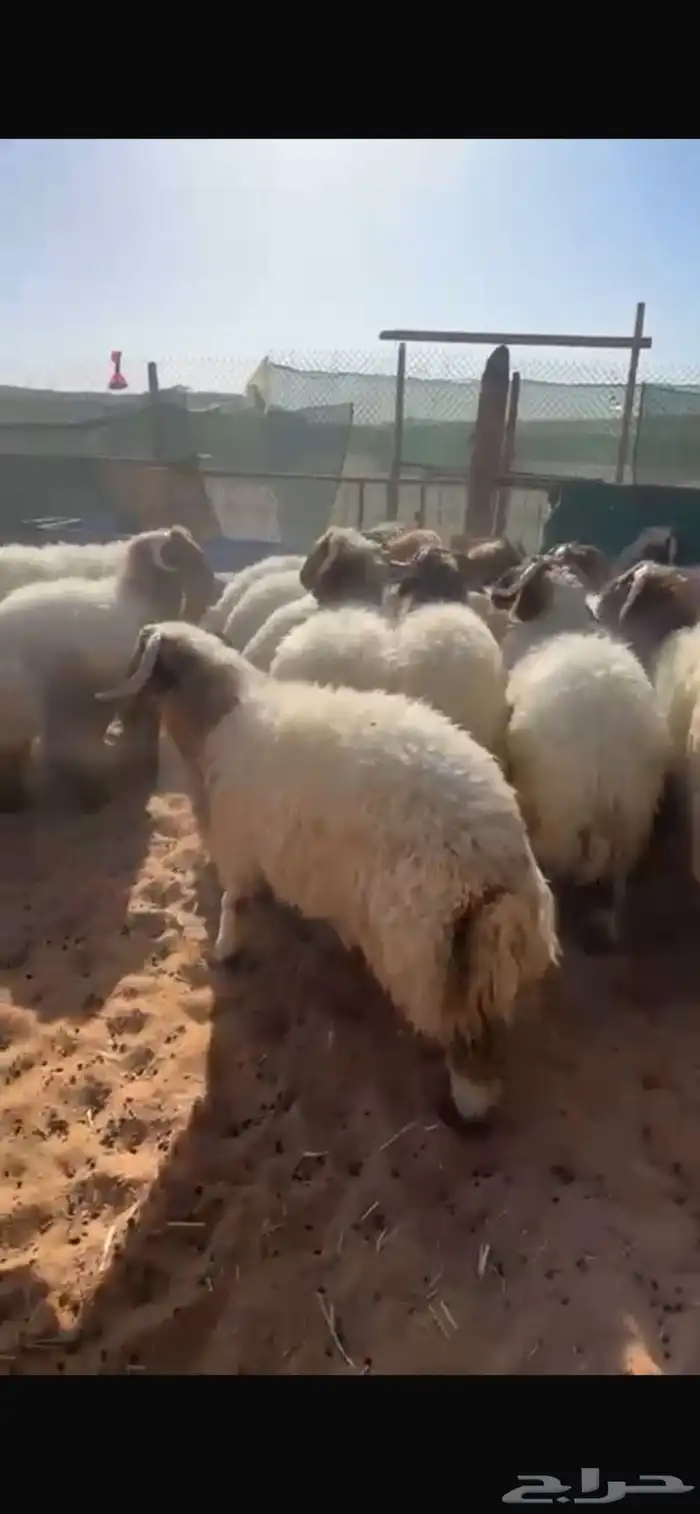 ذبايح نعيم جبر وسط مع الصلخ والتوصيل 3