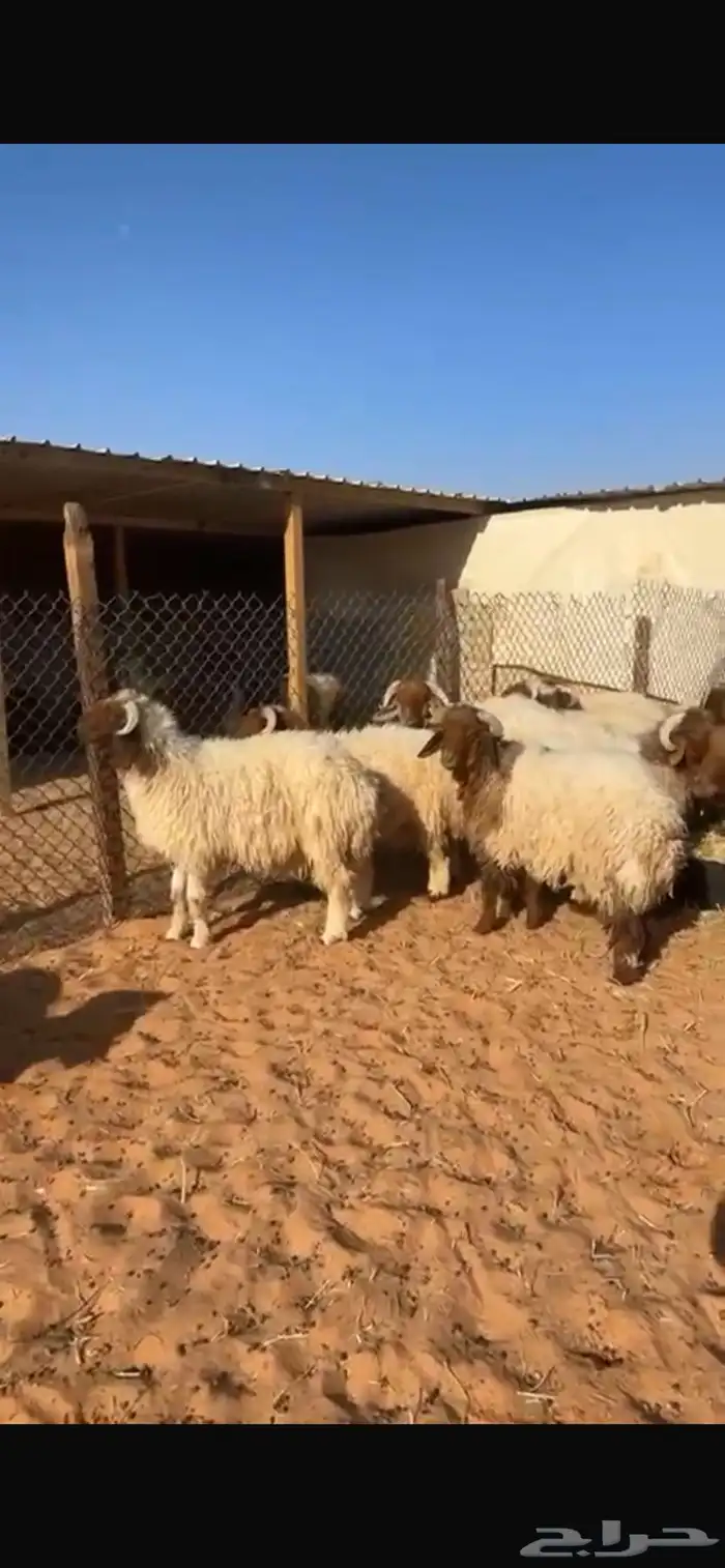 ذبايح نعيم جبر وسط مع الصلخ والتوصيل 2