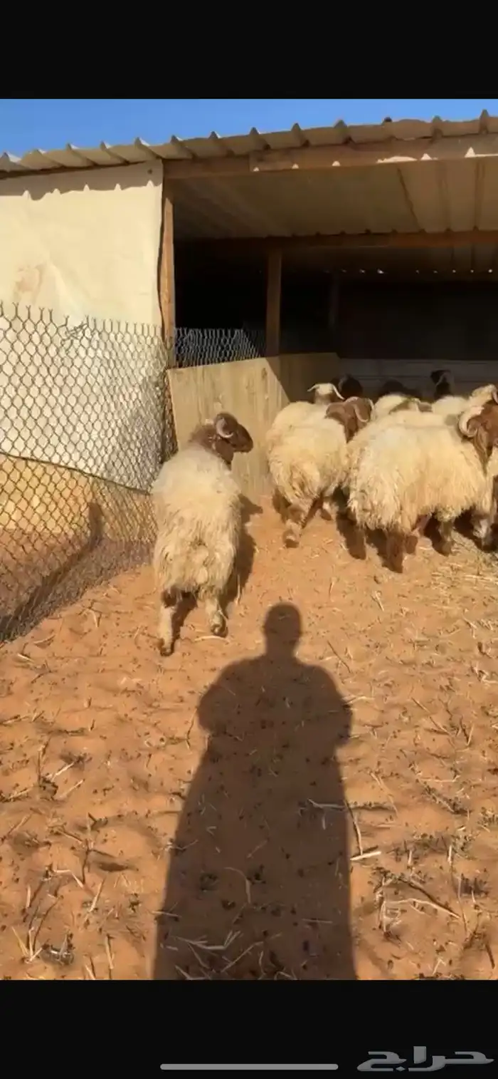 ذبايح نعيم جبر وسط مع الصلخ والتوصيل 9