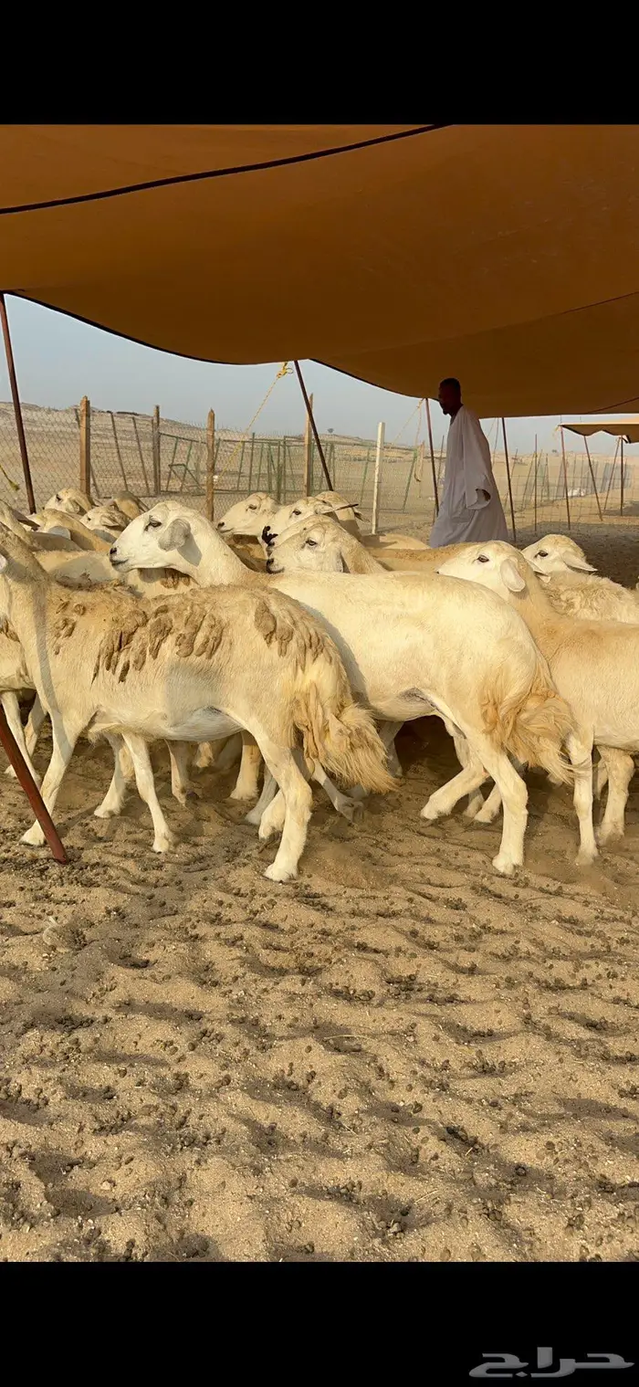 غنم حرية حرش صنف 5