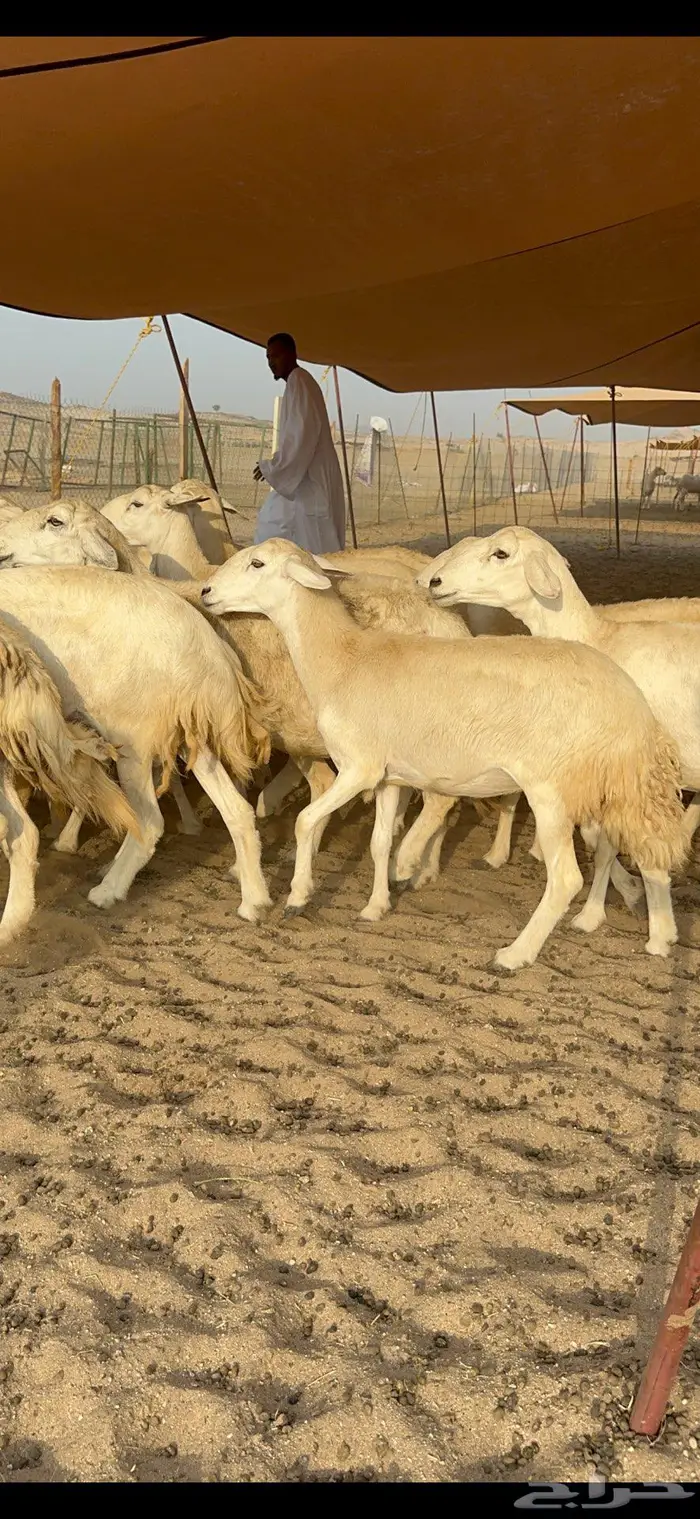 غنم حرية حرش صنف 9