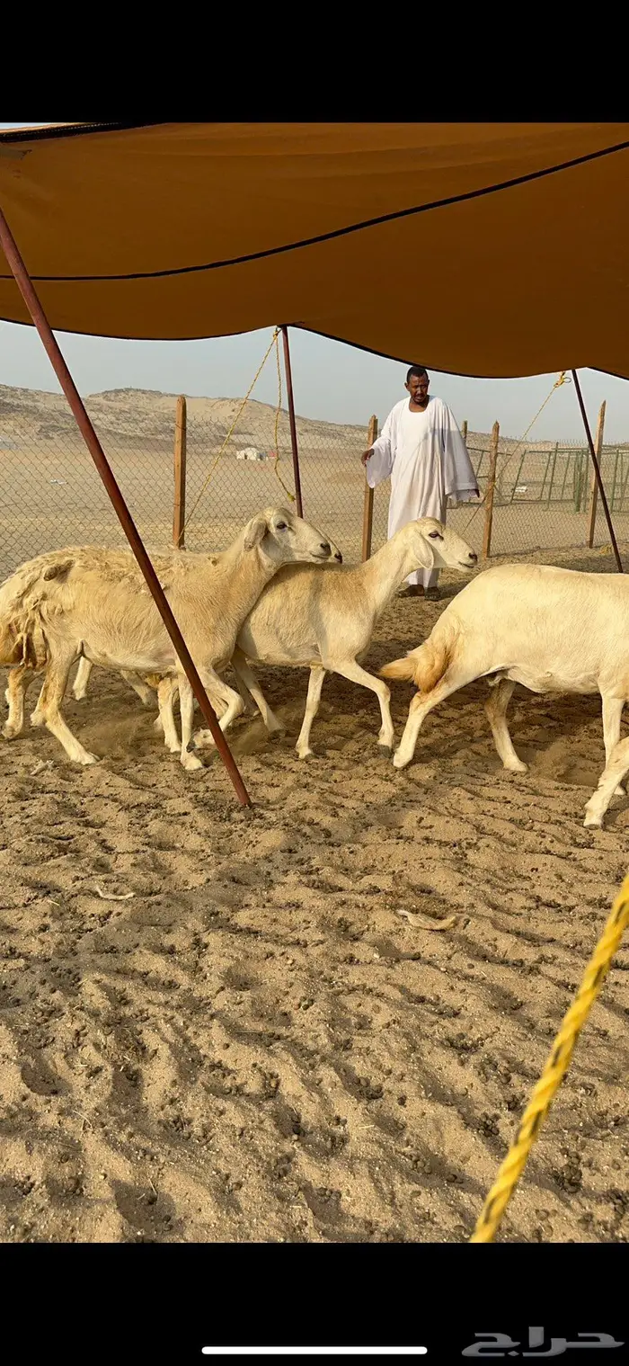 غنم حرية حرش صنف 6