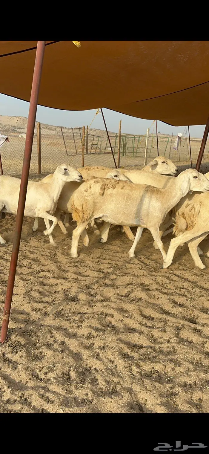 غنم حرية حرش صنف 8