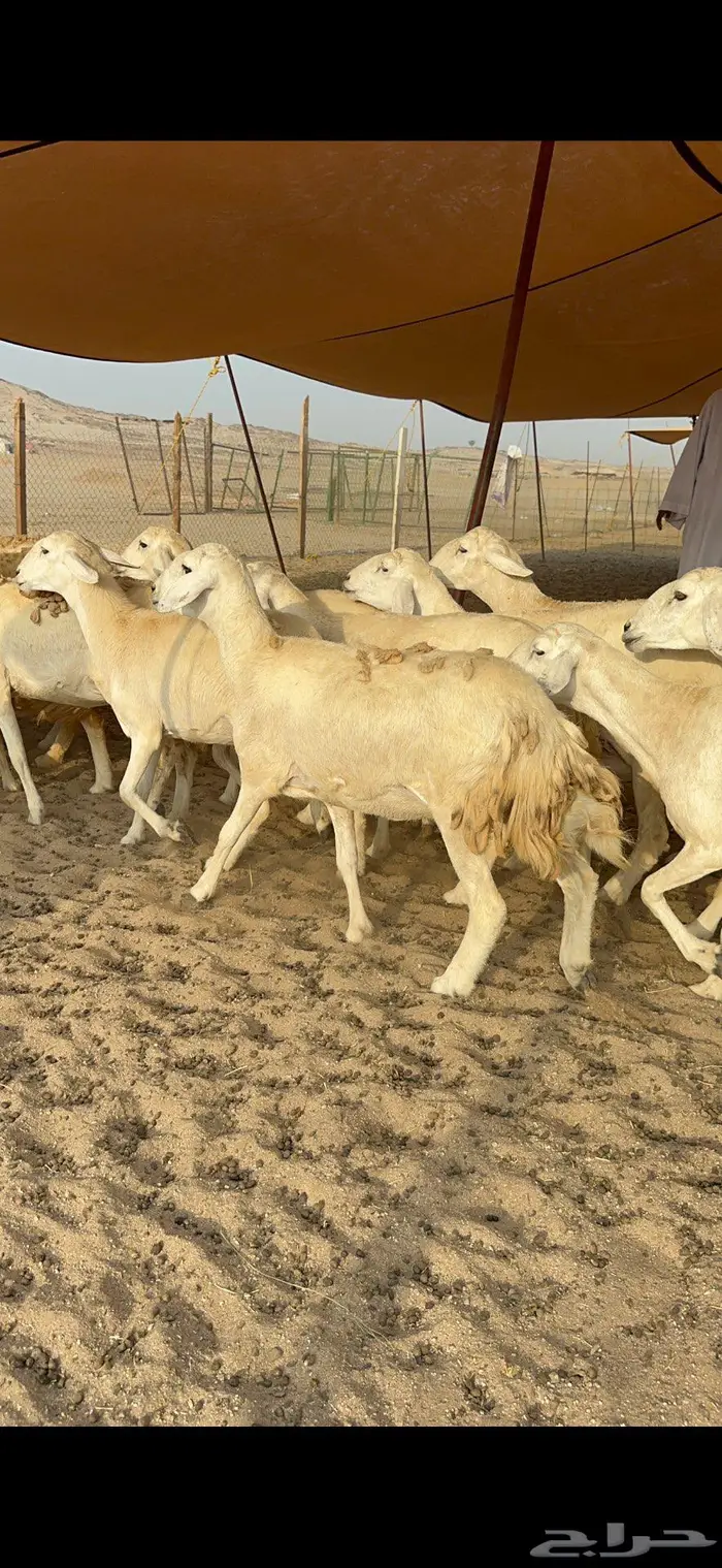 غنم حرية حرش صنف 2
