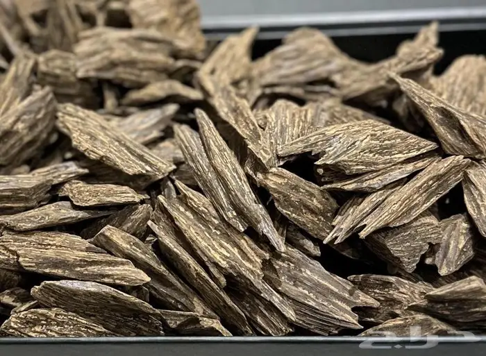 عود منوع 5