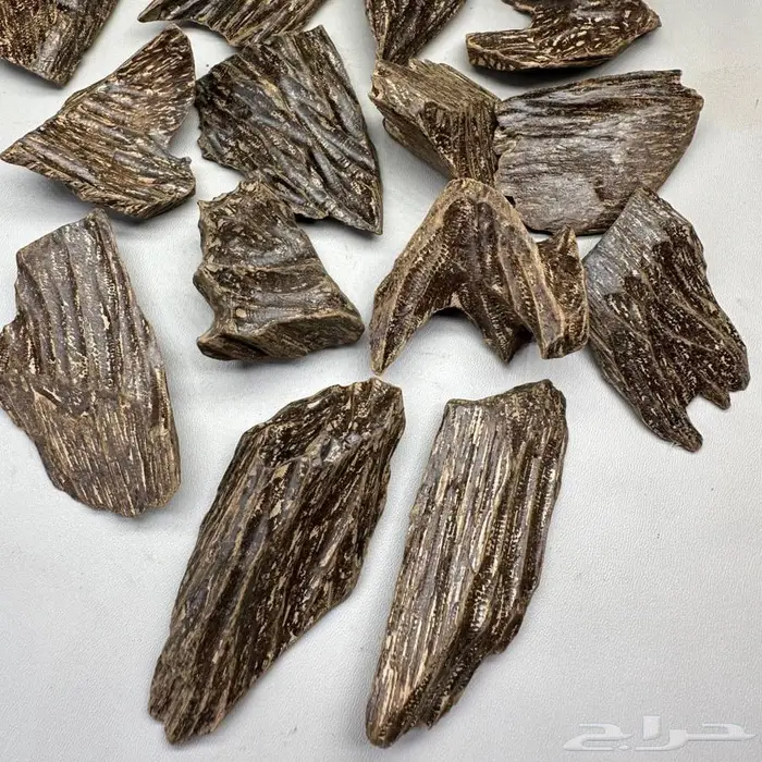 عود منوع 2