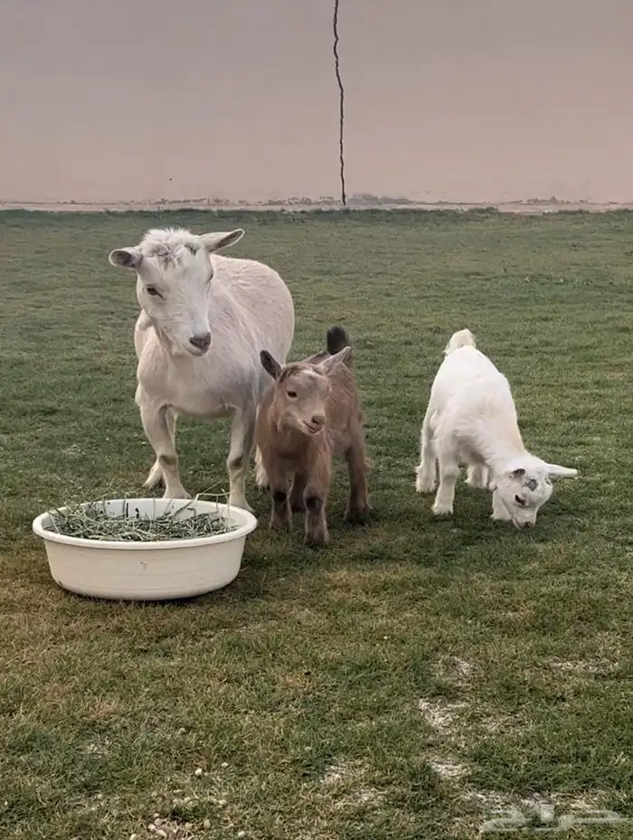 الماعز القزم 3