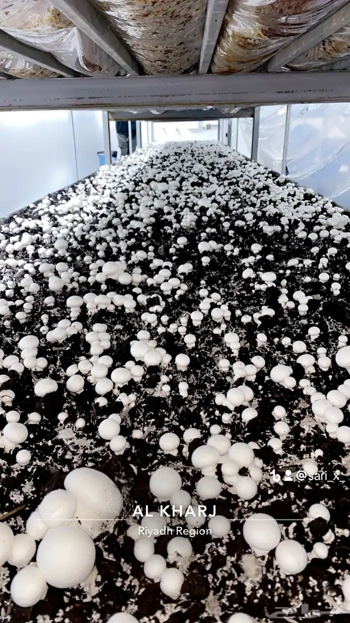 يوجد فطر طازج مشروم للبيع Mushroom 2