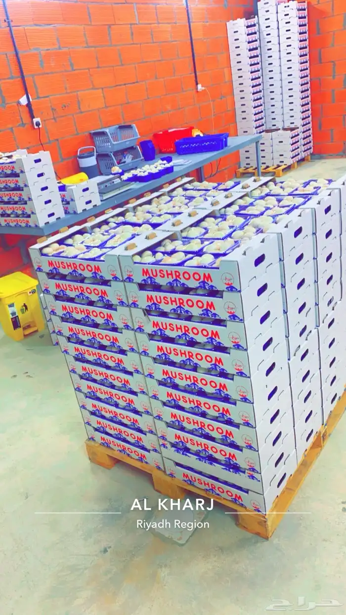يوجد فطر طازج مشروم للبيع Mushroom 1