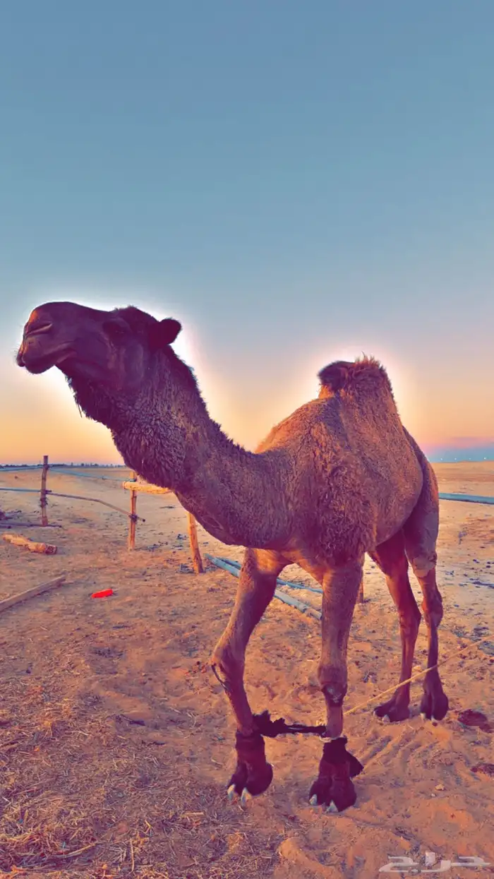 جمال للبيع 1