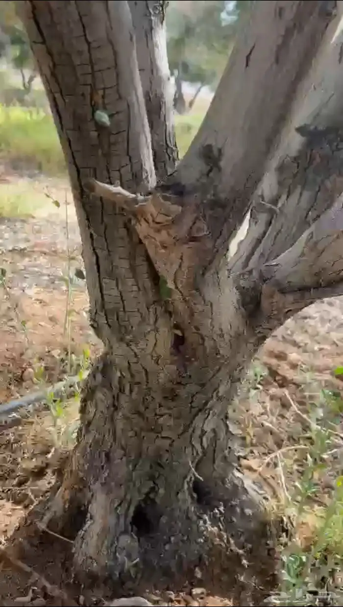 شجر زيتون معمر للبيع 2