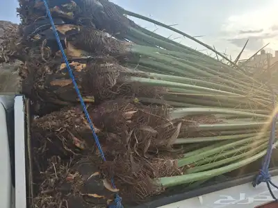 يوجدلدين جميع انواع انخل المثمره وزينه 4