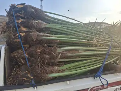 يوجدلدين جميع انواع انخل المثمره وزينه 3