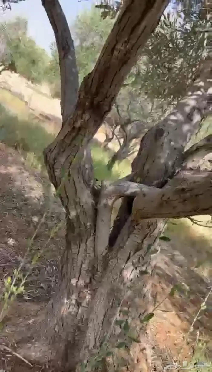 شجر زيتون معمر للبيع 3