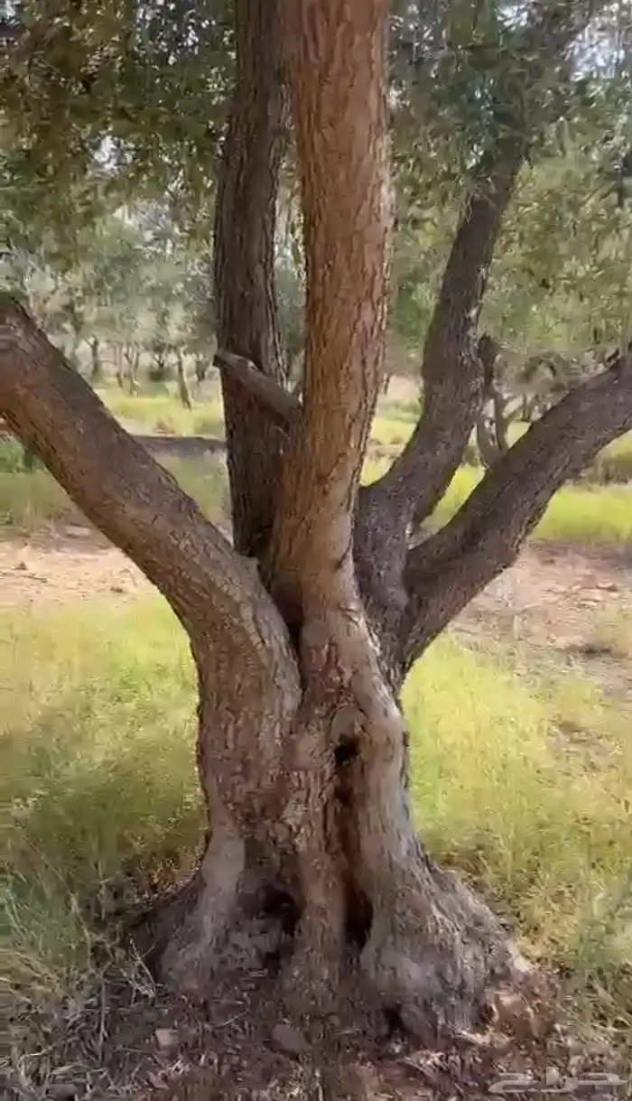 شجر زيتون معمر للبيع 0
