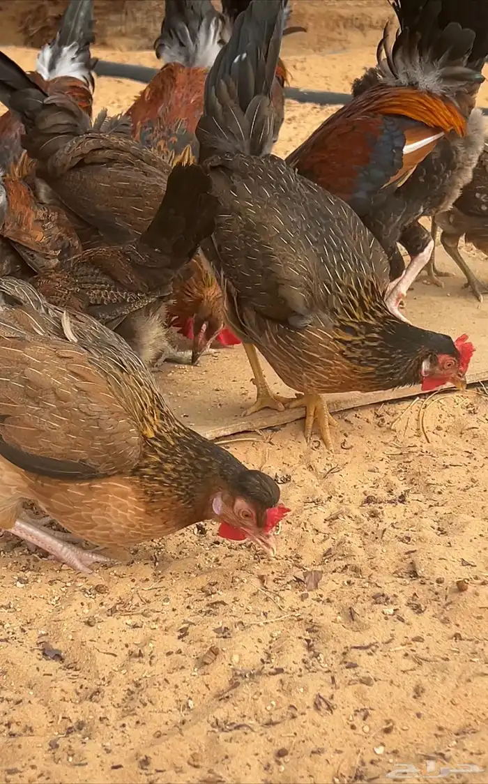 ديك ودجاج عربي ترثه تاج أفرق 11