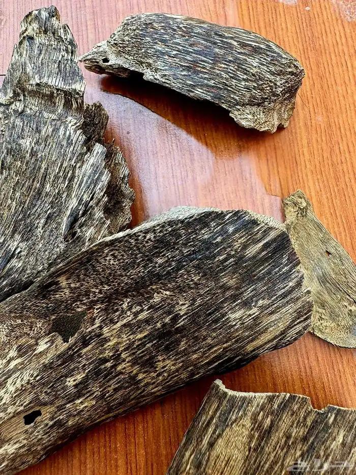 عود سومطري نادر 3