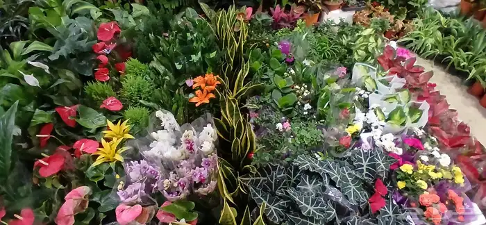 تنسيق حدائق 1