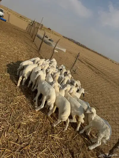بهم تربيه ( تم البيع ) 3