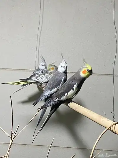 لبيع طيور كروان وطيورزيبراء 4