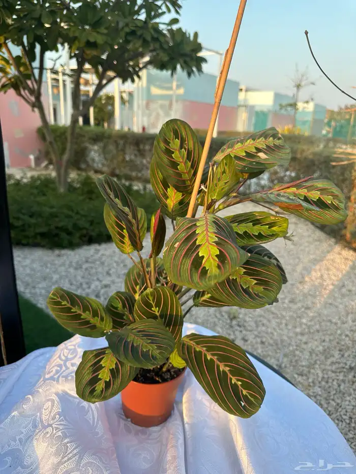 نباتات طبيعية 5