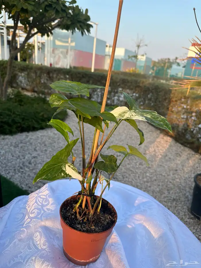نباتات طبيعية 6