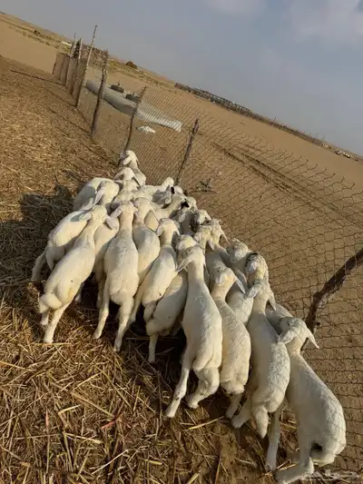 بهم تربيه ( تم البيع ) 0