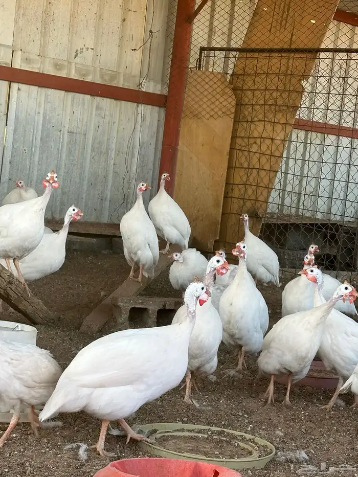 دجاج حبشي فرعوني ابيض صك 2