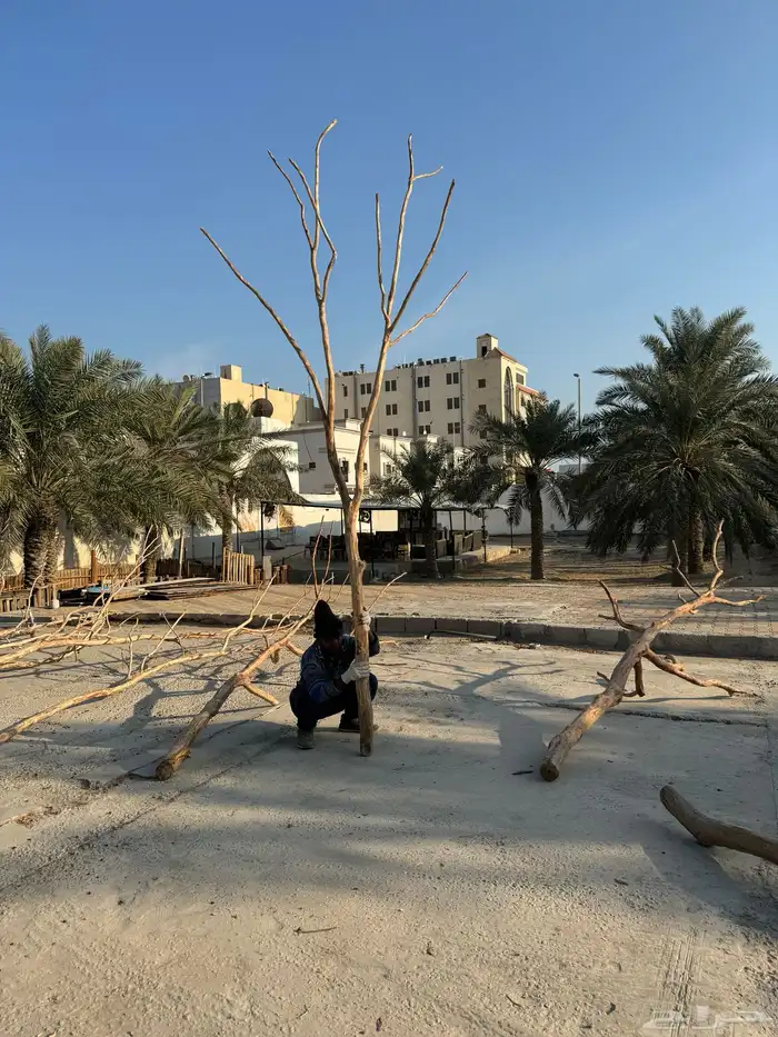 جذوع شجر طبيعي لاعمال الديكور 7