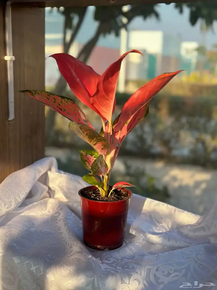 نباتات طبيعية 11