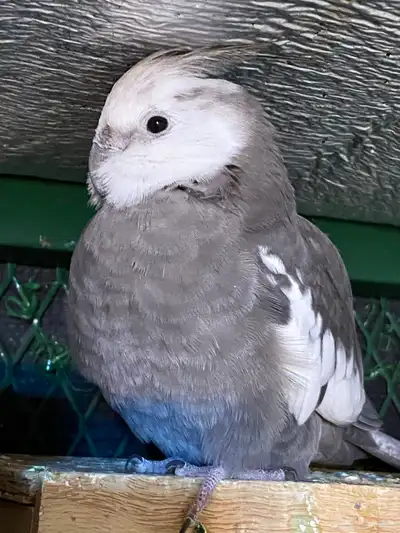 لبيع طيور كروان وطيورزيبراء 3