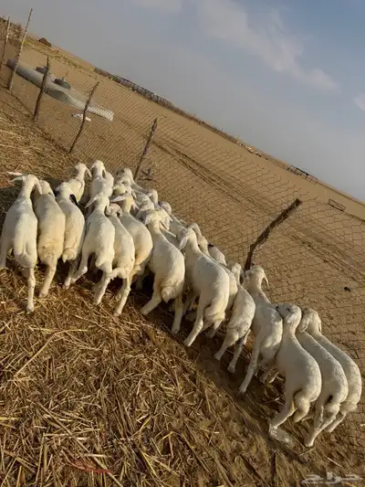 بهم تربيه ( تم البيع ) 2