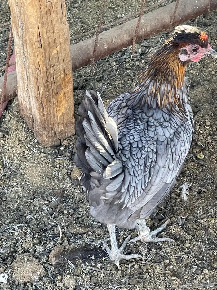 دجاجة سبرايت 4