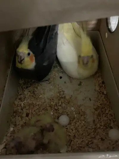 جوز كروان مع فروخ 2