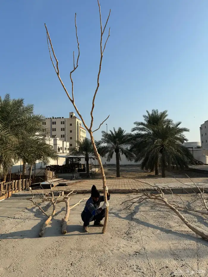 جذوع شجر طبيعي لاعمال الديكور 0