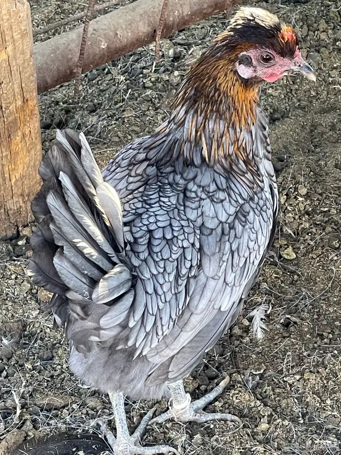 دجاجة سبرايت 1