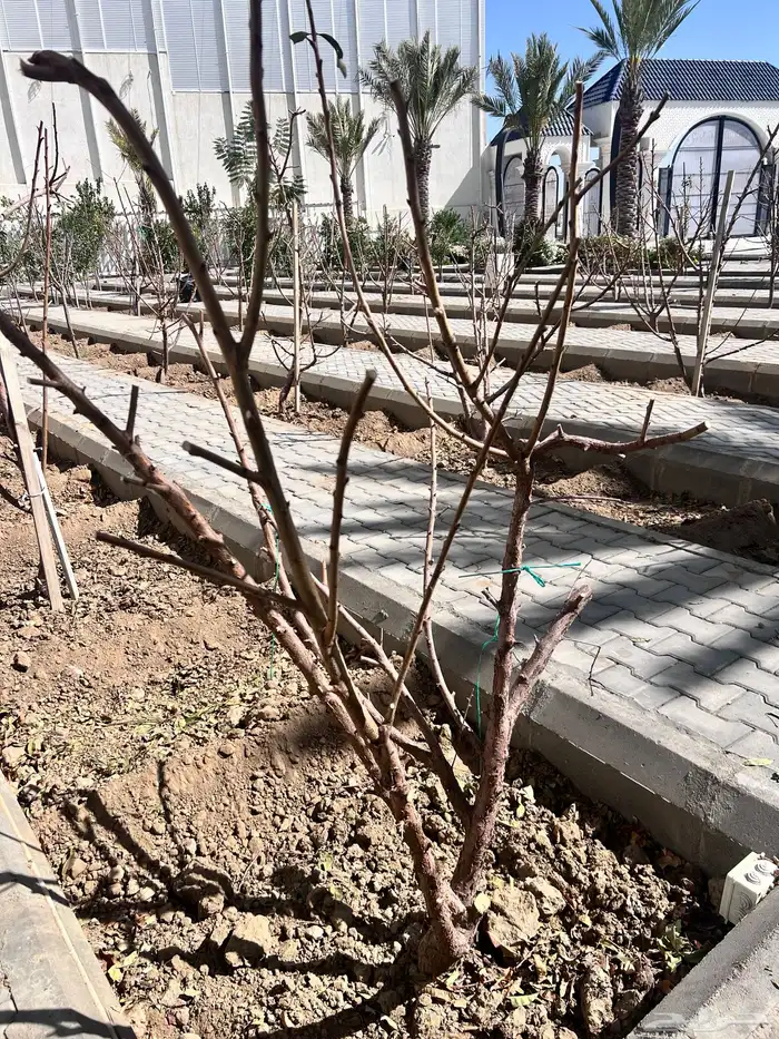 زراعه وحدائق 4